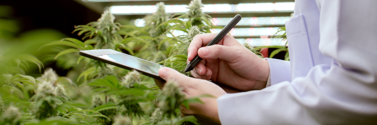 Understanding Hemp-Derived Cannabis & THCa