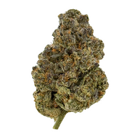 THCa Purple Haze